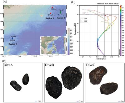 Heterogeneous marine environments diversify microbial-driven polymetallic nodule formation in the South China Sea